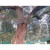 Telo rete raccolta olive 6 x 8 mt con apertura verde
