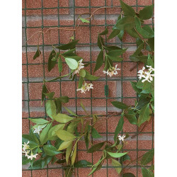 Rete corolla tenax 0.50 x 5 mt. verde