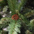Albero di Natale verde con pigne h 240 cm Holand